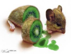 kiwi.jpg